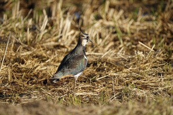 Northern Lapwing 斐伊川河口 Mon, 10/31/2022