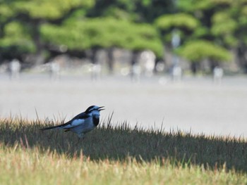 2022年10月31日(月) 皇居の野鳥観察記録