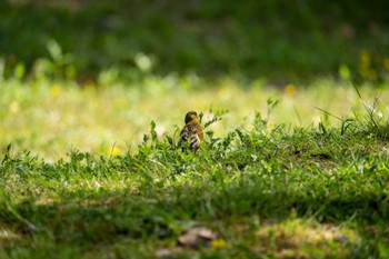 カワラヒワ 京都府立植物園 2022年4月17日(日)