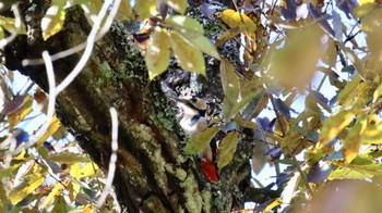 Great Spotted Woodpecker Arima Fuji Park Mon, 10/31/2022