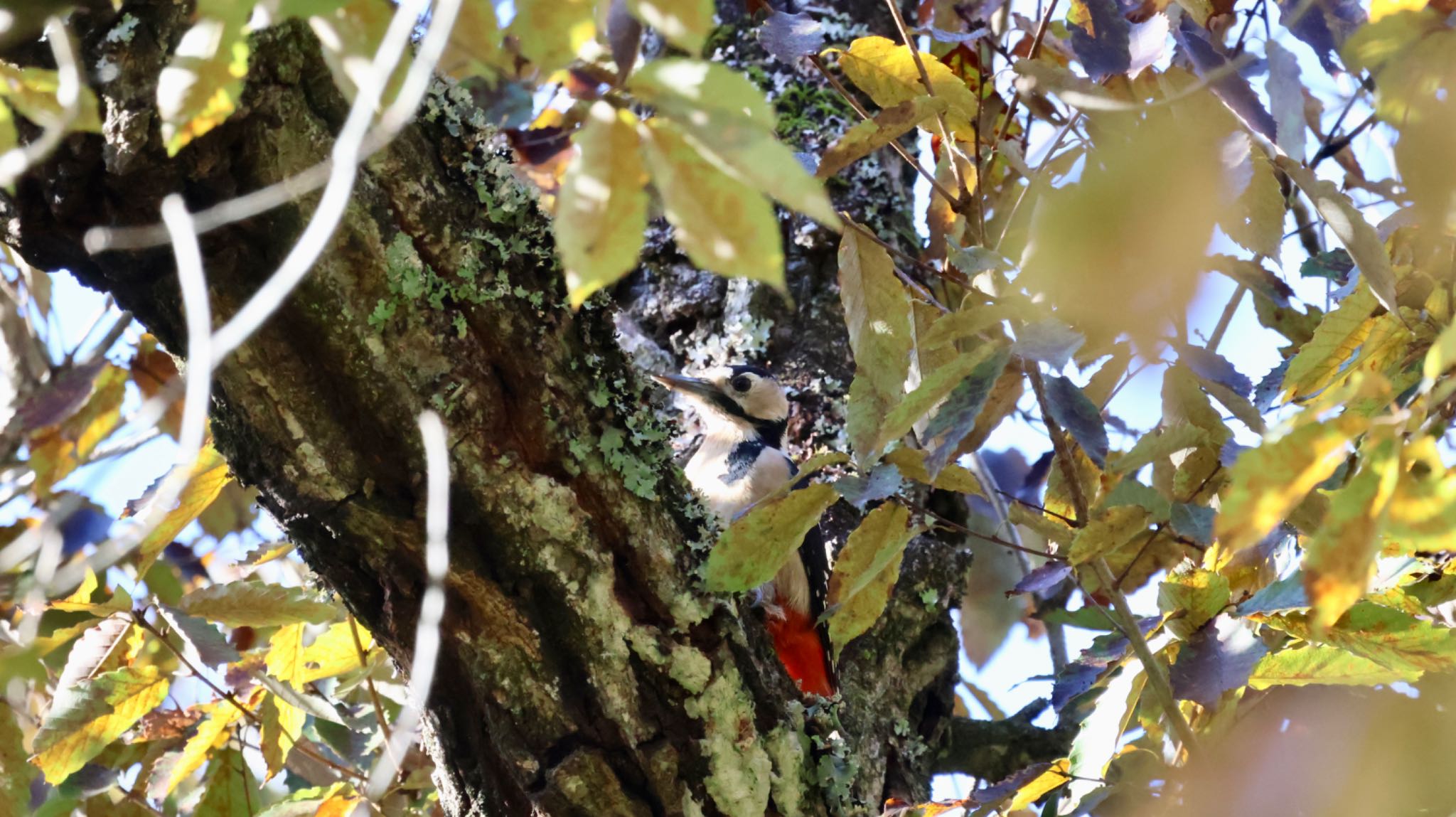 Photo of Great Spotted Woodpecker at Arima Fuji Park by 洗濯バサミ