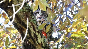 Great Spotted Woodpecker Arima Fuji Park Mon, 10/31/2022