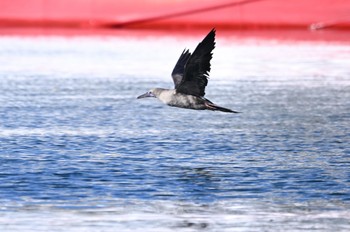 Red-footed Booby 宮城県 Sun, 10/30/2022