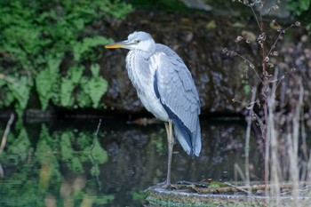 アオサギ 横浜市立金沢自然公園 2022年10月31日(月)