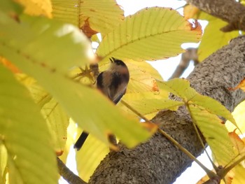 2022年10月31日(月) 東京都立桜ヶ丘公園(聖蹟桜ヶ丘)の野鳥観察記録