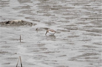 Dunlin Isanuma Mon, 10/24/2022