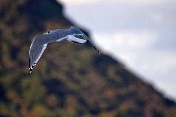 セグロカモメ 佐賀県唐津市 2015年12月8日(火)