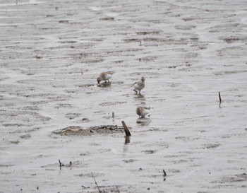 Dunlin Isanuma Mon, 10/24/2022