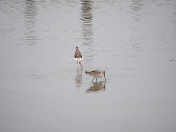 Black-tailed Godwit Isanuma Mon, 10/24/2022