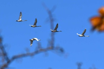 2022年10月31日(月) ウトナイ湖の野鳥観察記録
