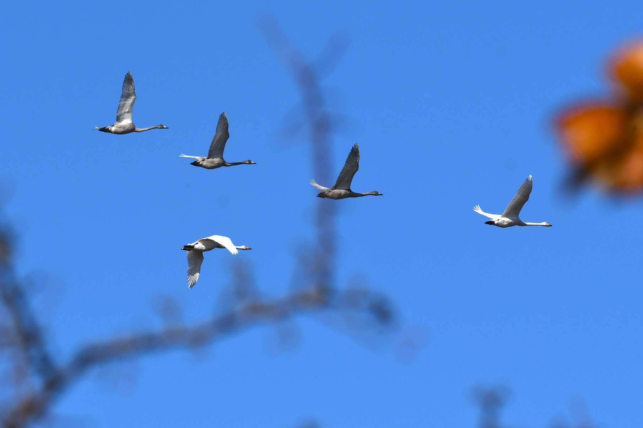 Photo of Whooper Swan at Lake Utonai by Semal