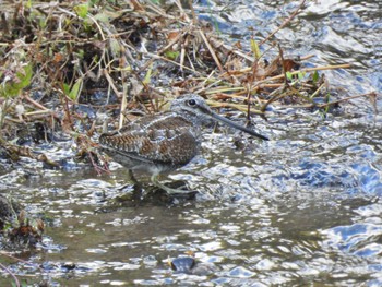 2022年10月30日(日) 四万川の野鳥観察記録