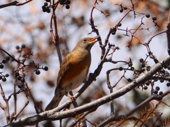 Mon, 10/31/2022 Birding report at Senjogahara Marshland