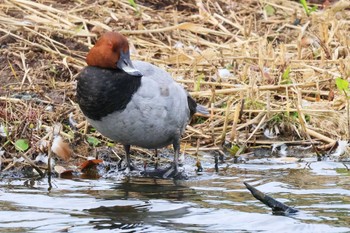 Common Pochard 中郷温水池公園(三島市) Sun, 10/30/2022