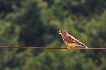 Common Kestrel 三島市 Sun, 10/30/2022