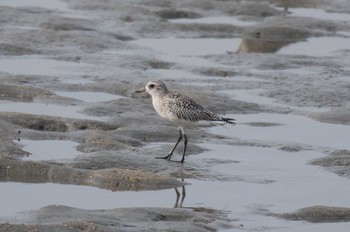 Grey Plover 福岡県糸島市 Sun, 11/13/2016