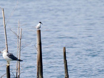 2022年10月30日(日) 葛西臨海公園の野鳥観察記録