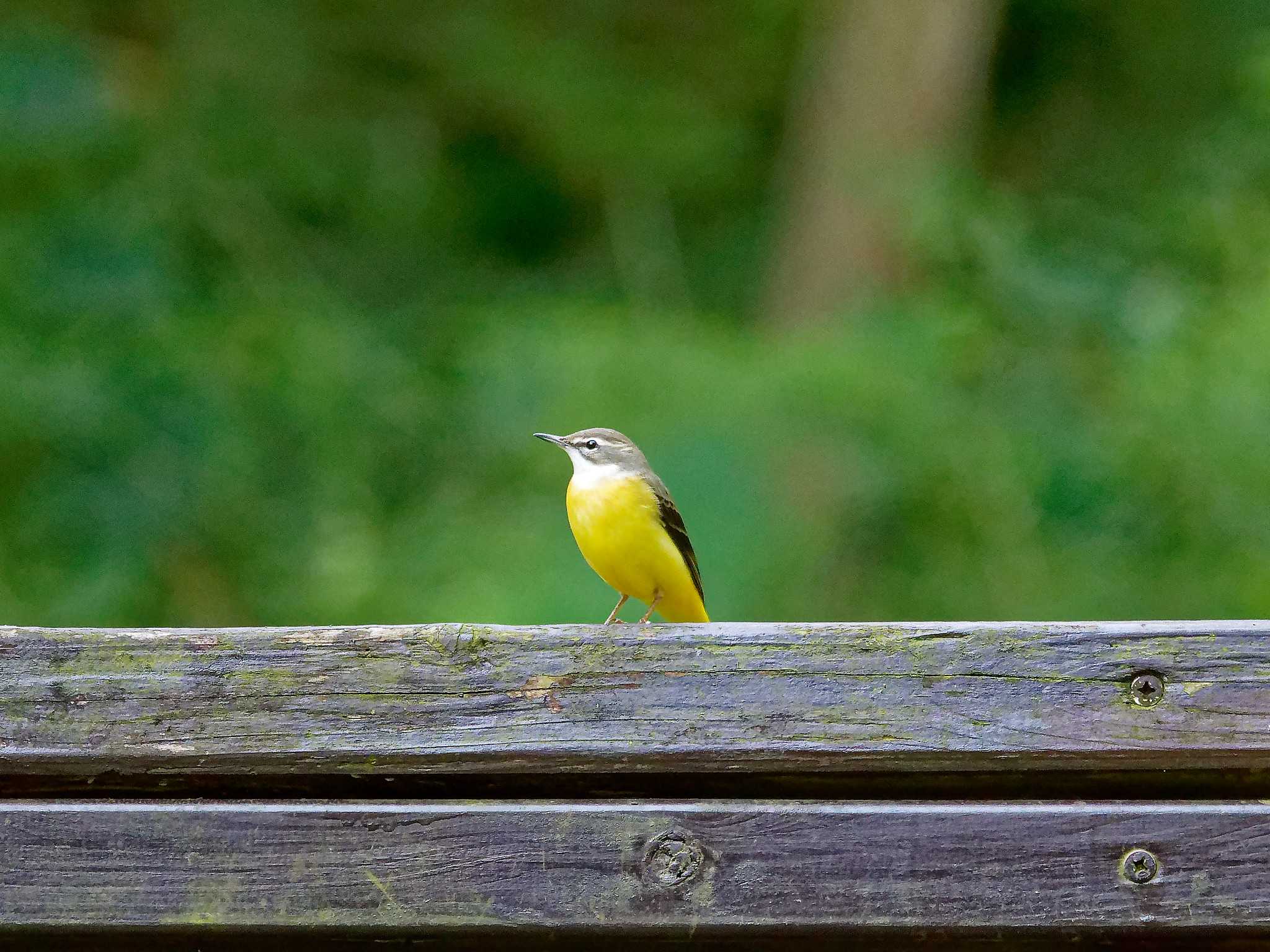 Photo of Grey Wagtail at 富岡総合公園(横浜市) by しおまつ