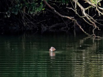 Little Grebe Nagahama Park Sat, 10/8/2022