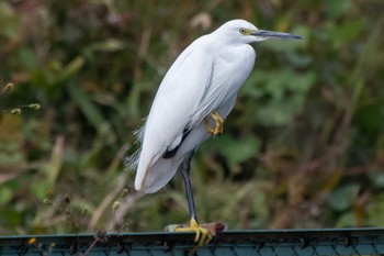 Little Egret 静岡県 Mon, 10/31/2022