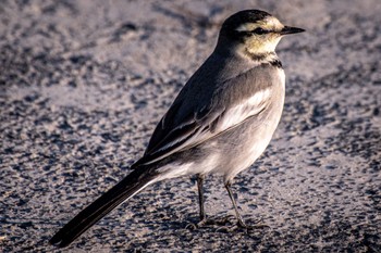 White Wagtail 静岡県 Mon, 10/31/2022