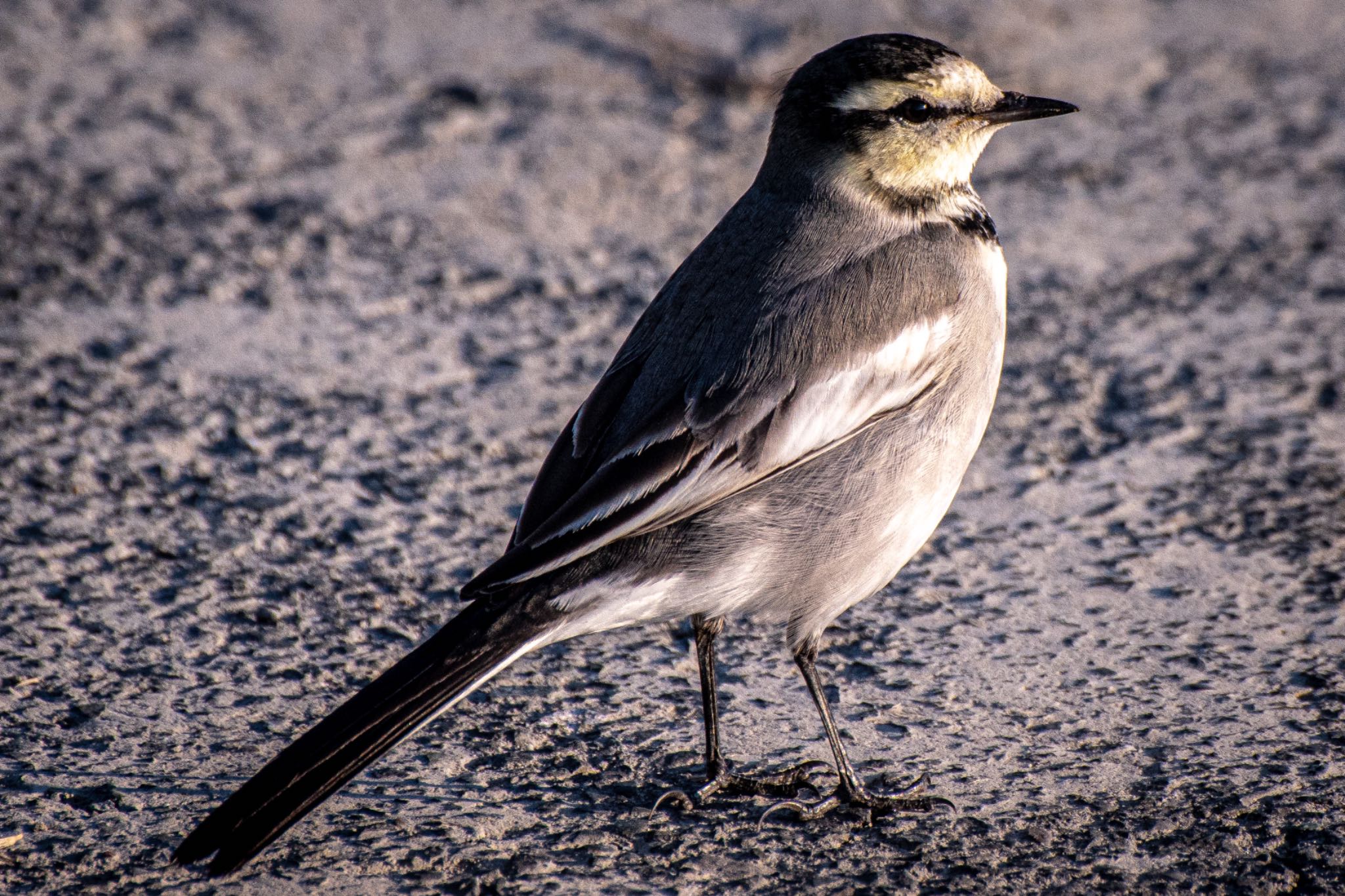 Photo of White Wagtail at 静岡県 by はる