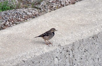 Water Pipit 佐賀県小城市 Unknown Date