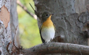 2022年10月29日(土) 大阪城公園の野鳥観察記録