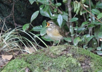 2022年10月30日(日) 大阪城公園の野鳥観察記録