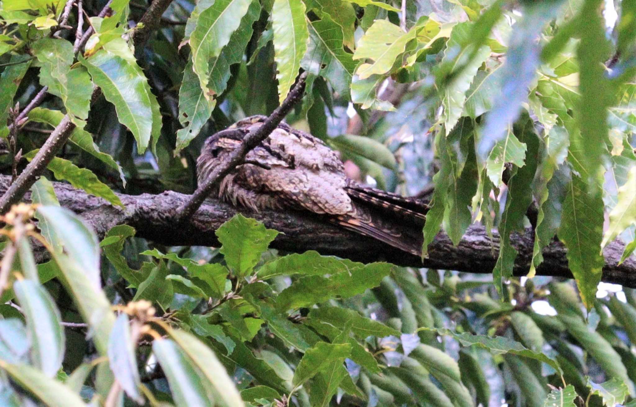 Grey Nightjar