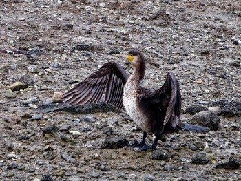 Great Cormorant Nagahama Park Sat, 10/8/2022