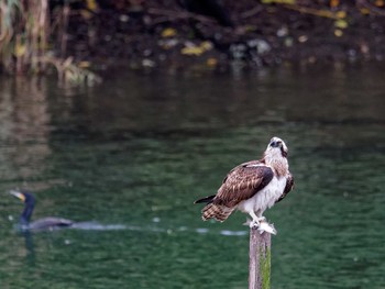 ミサゴ 長浜公園 2022年10月15日(土)