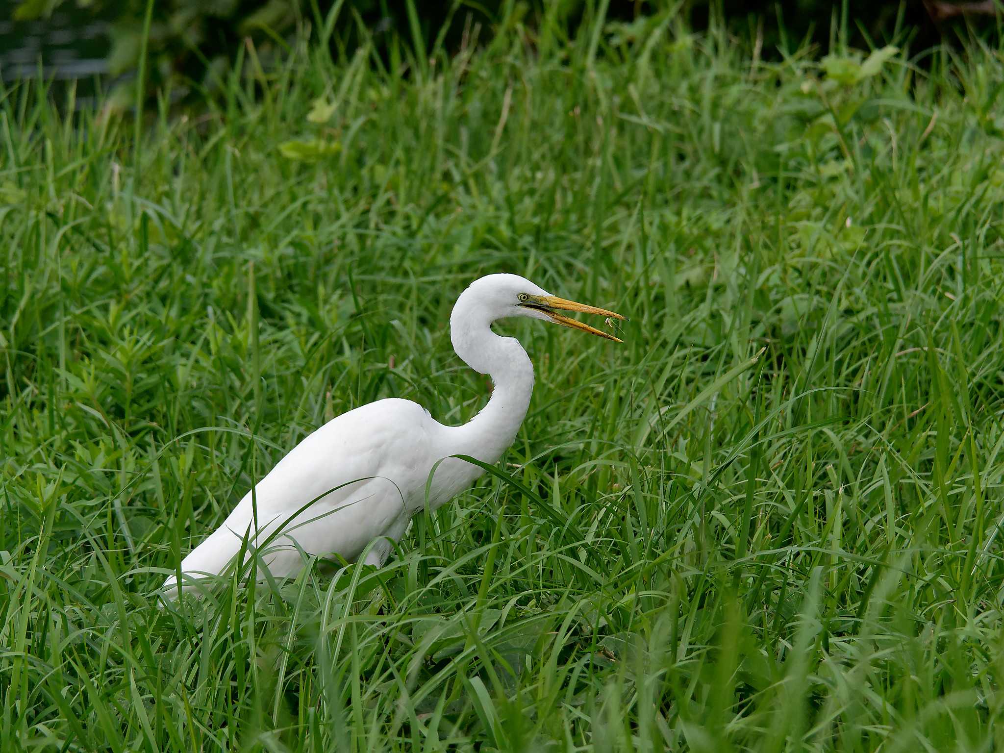 Photo of Great Egret at Nagahama Park by しおまつ