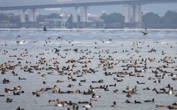 2022年10月29日(土) 琵琶湖の野鳥観察記録