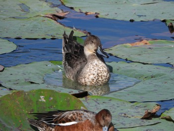 Sun, 10/30/2022 Birding report at Hattori Ryokuchi Park