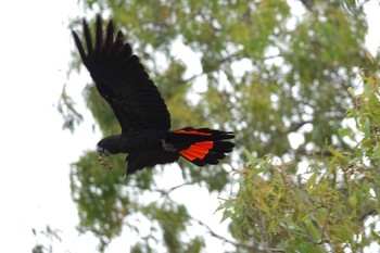 アカオクロオウム QLD,Australia 2022年10月4日(火)