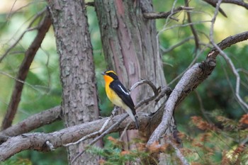 2022年9月30日(金) 大阪城公園の野鳥観察記録