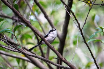 2022年10月8日(土) 甲山森林公園の野鳥観察記録