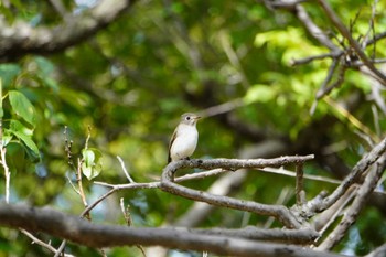 コサメビタキ 尼崎市農業公園 2022年10月8日(土)