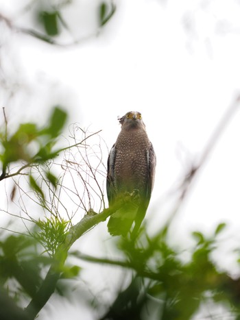 Crested Serpent Eagle Ishigaki Island Fri, 10/14/2022