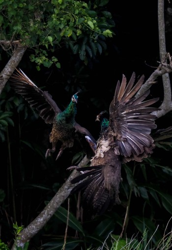 2022年10月15日(土) 石垣島の野鳥観察記録