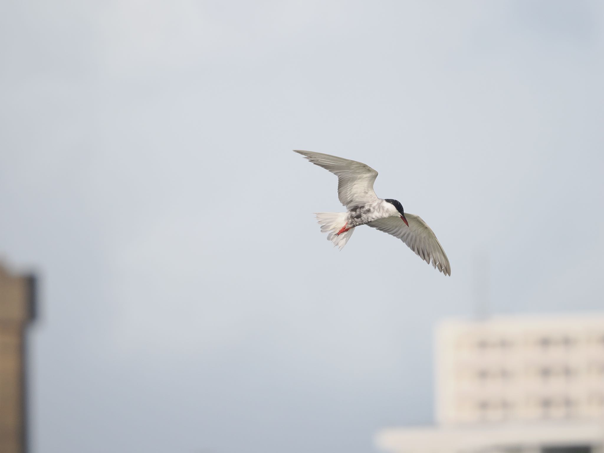 石垣島 ベニアジサシの写真 by okamooo