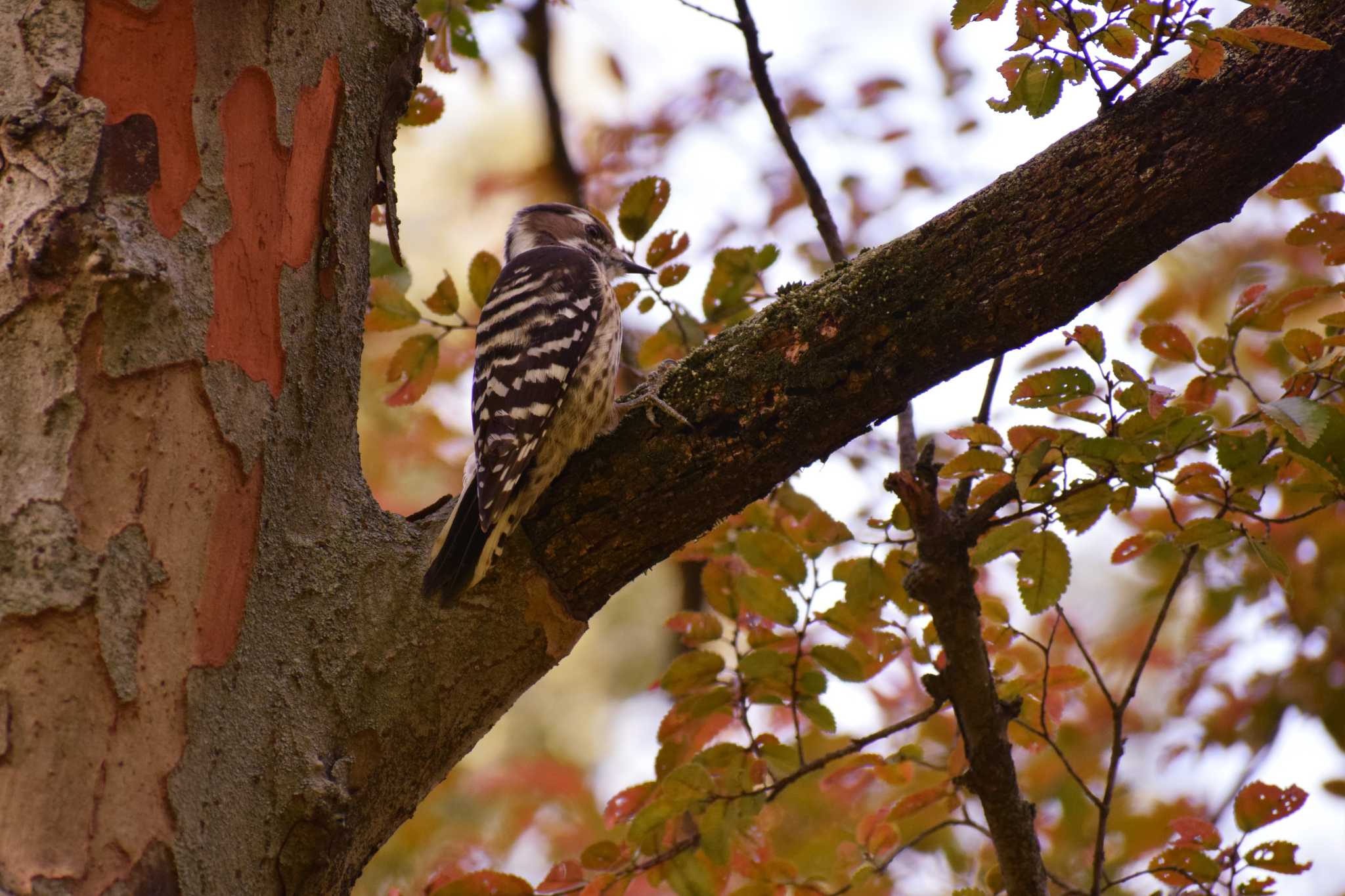 Japanese Pygmy Woodpecker