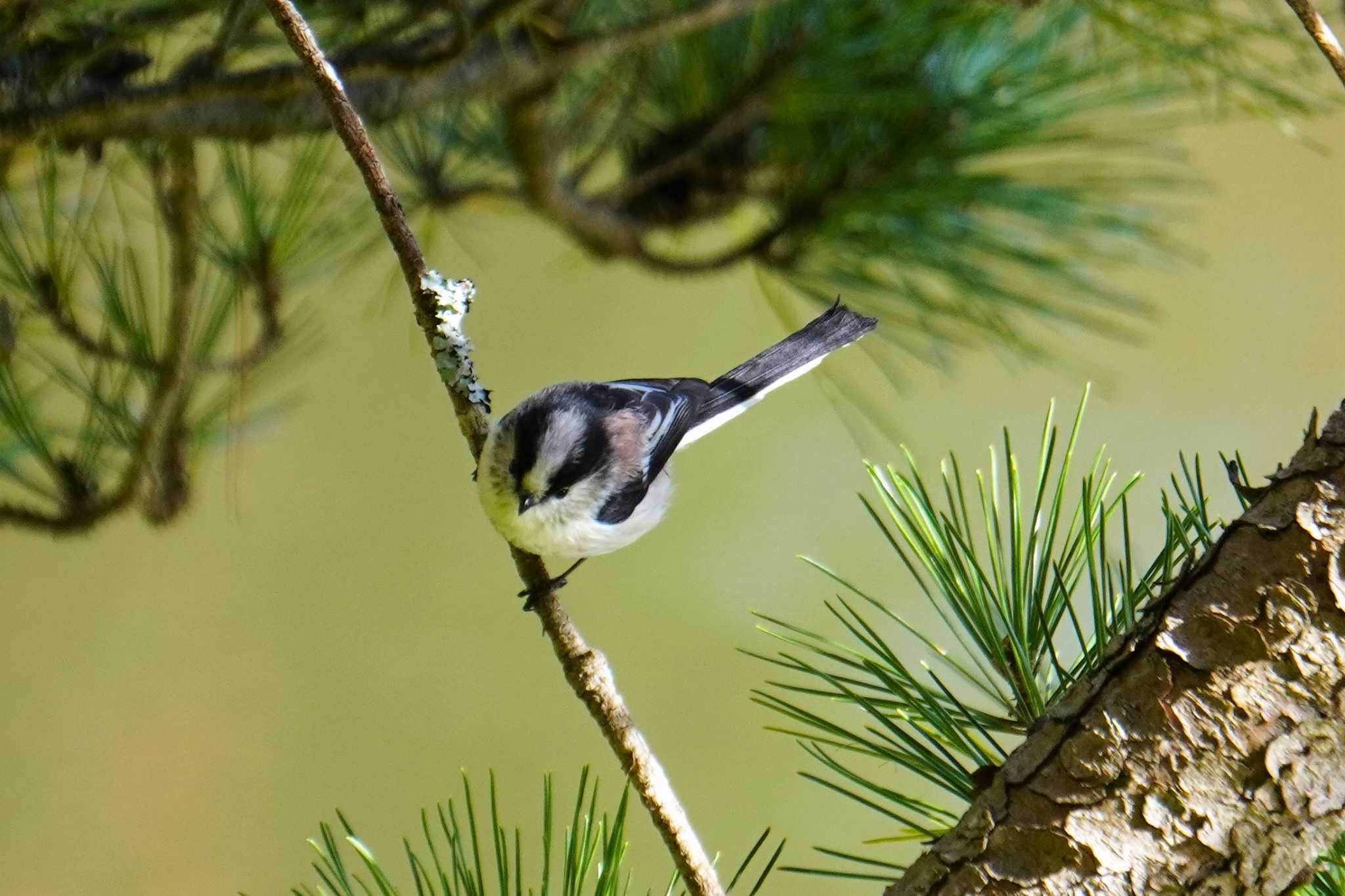 Photo of Long-tailed Tit at 神戸市 by jasmine