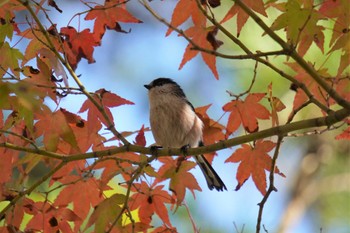 Long-tailed Tit 神戸市 Sun, 10/30/2022