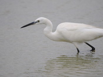 2022年10月16日(日) 石垣島の野鳥観察記録