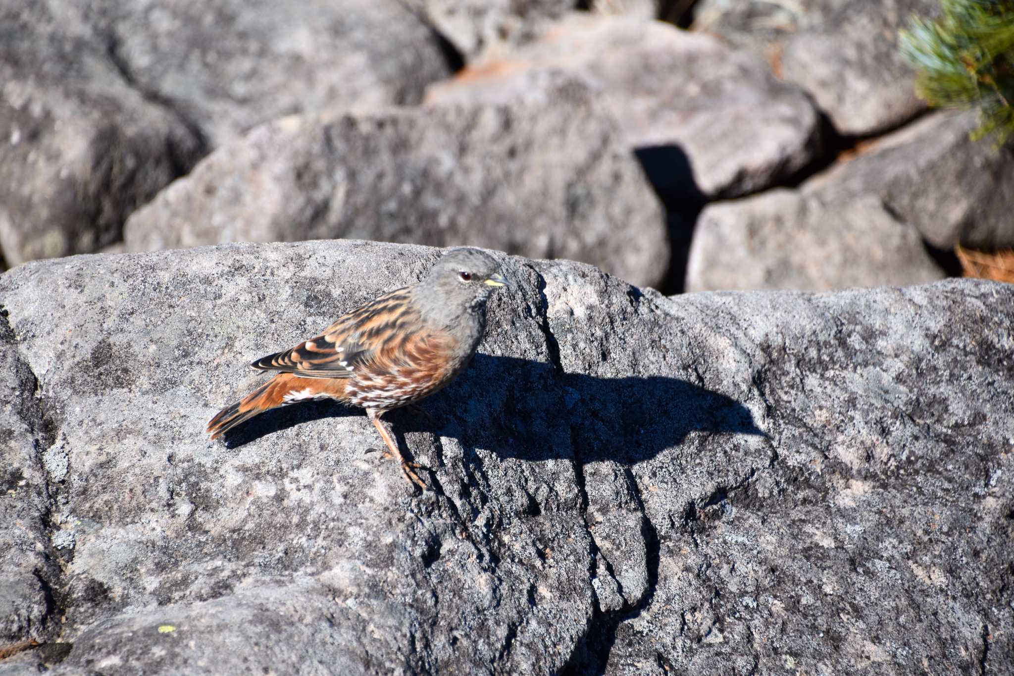 Photo of Alpine Accentor at 網笠山 by Mr.Quiet