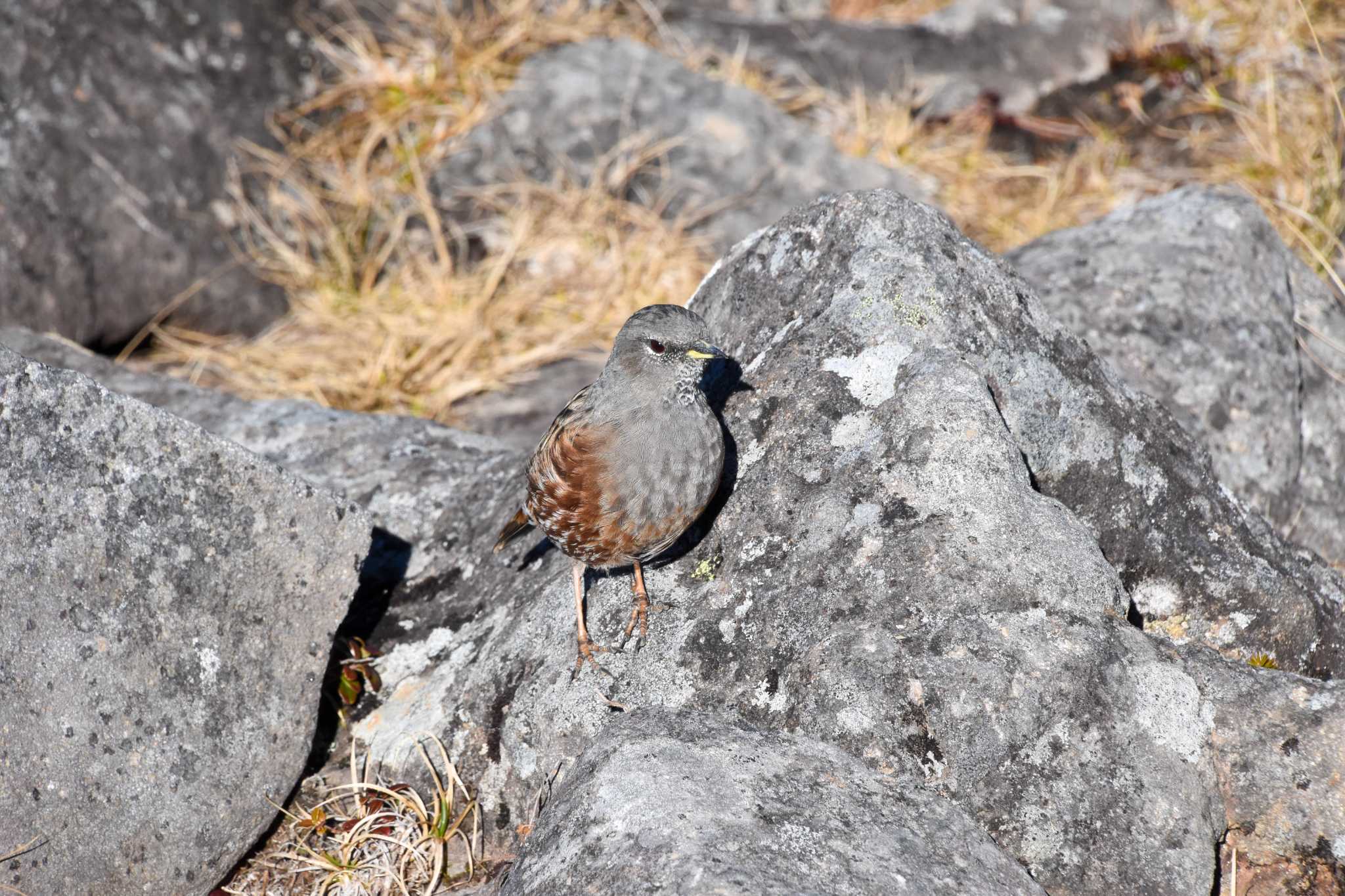 Photo of Alpine Accentor at 編笠山 by Mr.Quiet