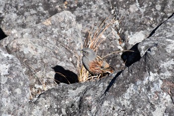 Alpine Accentor 編笠山 Sat, 10/29/2022