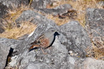 Alpine Accentor 編笠山 Sat, 10/29/2022